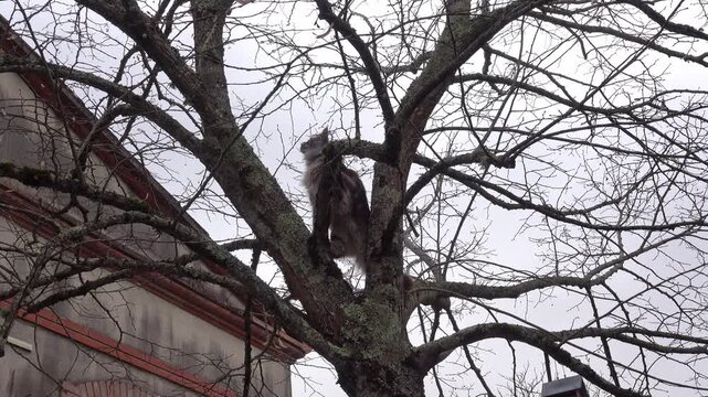 A Maine Coon cat is trying to jump from a tree to the roof of a house.