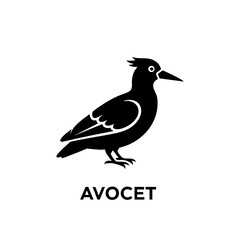 Fototapeta premium A black and white avocet bird standing on a plain surface