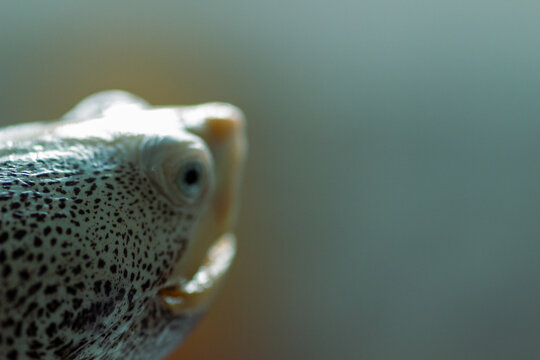 Diamondback Terrapin Close Up Portrait Showing Detailed Scales and Eyes