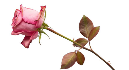 Fototapeta premium Pink rose flower with green leaves with flower stem PNG