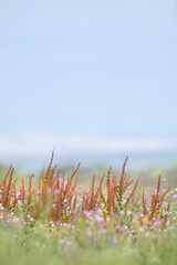 Naklejka premium A Meadow With Sorrel (Rumex acetosa)
