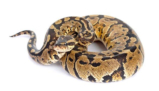 Coiled snake with brown and dark markings on white. Scales glisten, eye visible