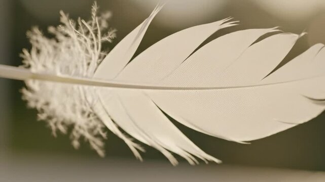 A serene video showcasing a delicate feather in a peaceful environment