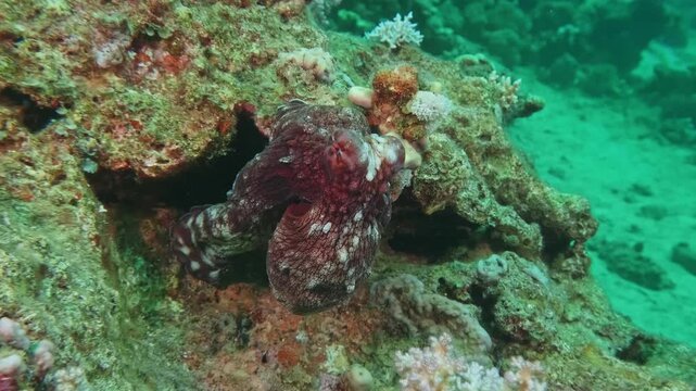 A Caribbean reef octopus (Octopus briareus) uses chromatophores to alter its appearance, blending seamlessly with corals and rocky reef structures.