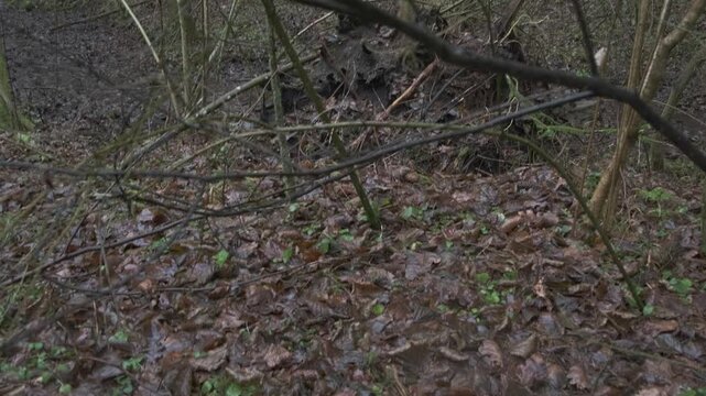 Forest Floor Pan Through Bare Trees and Fallen Leaves