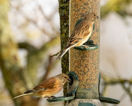 A pair of linnets at a bird feeder. The linnet was a popular caged bird, much loved for its singing.