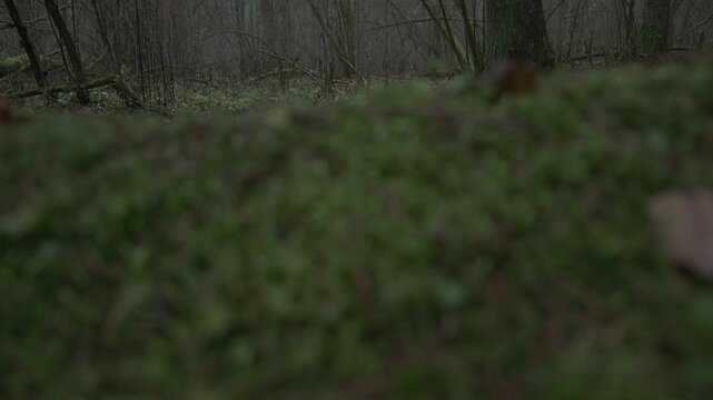 Bare deciduous forest with leafless trees and forest floor in winter