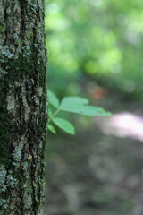 Fototapeta premium Tree