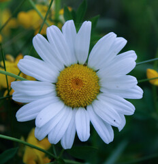 Obraz premium daisy in the garden