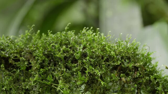 Close-up of green moss drying out on a branch