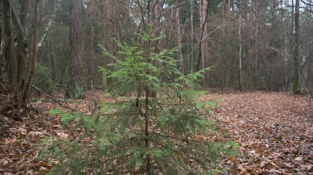 Young evergreen sapling in winter forest with bare trees