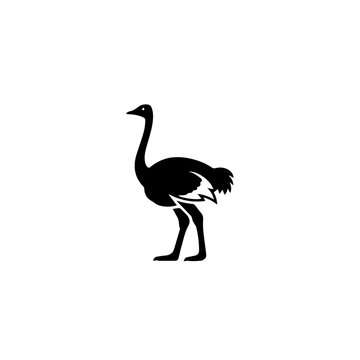 Graceful black and white silhouette of an ostrich standing upright