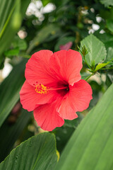 Vibrant red coral hibiscus flower with yellow stamens among tropical green leaves © Daniel