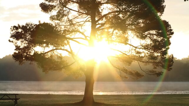 Yggdrasil And Bifrost At The Park