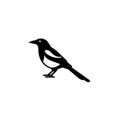 Obraz premium A black and white magpie perched on a branch in profile view