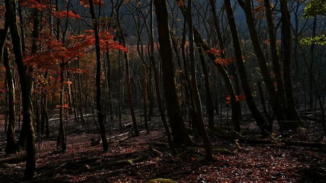 深い影と鮮やかな紅葉が織りなす晩秋の風景
「名水が育む深い森。時の流れを忘れるような、重厚な紅葉の調べ。」
大分県由布市「男池（おいけ）」の紅葉
A late autumn landscape woven from deep shadows and vibrant autumn leaves