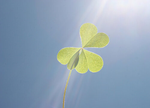 Tr&eacute;bol bajo la luz resplandeciente del sol.