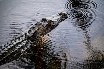 Naklejka premium alligator in the swamp