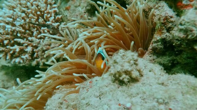 A Clark's anemonefish (Amphiprion clarkii) rests among the tentacles of a sea anemone, forming a mutualistic bond within the reef ecosystem.