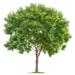 Obraz premium Ash tree sycamore plant maple.