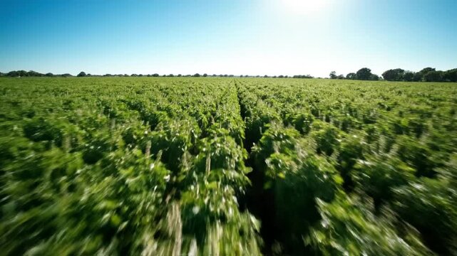 Lush Green Tulasi Plantation Rows under Clear Blue Sky