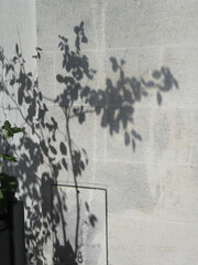 Shadows of flowers on a wall