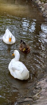Patos de diferentes colores nadando tranquilamente en lago