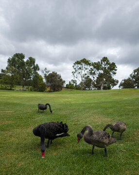 Black swans and cygnets on a golf course: Nature-based learning aligned with EYLF and NQS