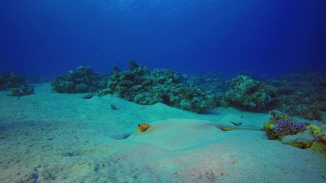 Coral Reef Ray Fish. Tropical fish reef marine. Soft-hard corals seascape. Vibrant coral garden. Reef coral scene. Beautiful soft coral. Sea reef.