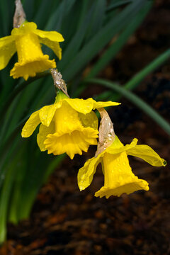Dark moody rainy day symbol of spring, bright yellow daffodils blooming and bent over with raindrops, dark green leaves in background, as a nature background
