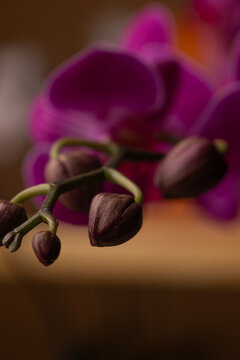 BOT&Oacute;N ORQUIDEA