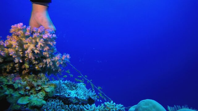 Diver Removing Fishing Line From Corals. Tropical fish reef marine. Soft-hard corals seascape. Vibrant coral garden. Reef coral scene. Beautiful soft coral. Sea reef.
