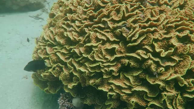 Leaf Plate Montipora coral (Montipora capricornis) with a dark-colored reef fish partially visible, adding intrigue to a vibrant tropical reef habitat.