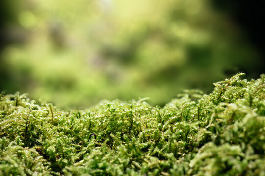 Moss in forest with defocused foliage. Forest floor backdrop or microcosm in rainforest. Yellow green groundcover. Copper-wire moss growing on tree log in North Vancouver, Canada. Selective focus.