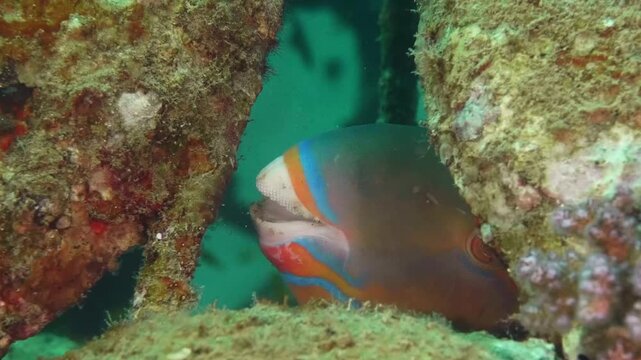 Bicolor Parrotfish (Cetoscarus bicolor) remains partially concealed among corals and rocks, blending into a colorful reef habitat.