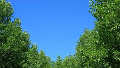 Fototapeta premium Sky View Through Canopy: Capture a moment where vibrant green foliage frames a clear, azure sky, evoking a sense of openness and serenity.