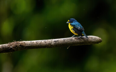 Obraz premium bird on a branch