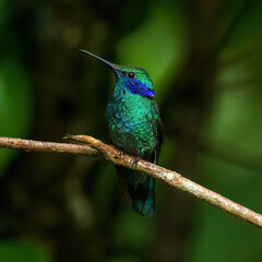 hummingbird on a branch