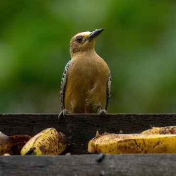Hoffman's Woodpecker