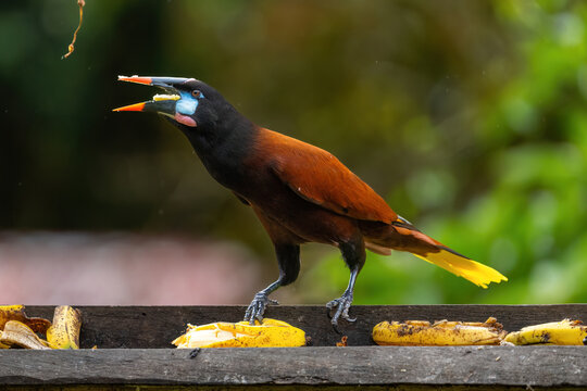 Montezuma Oropendola