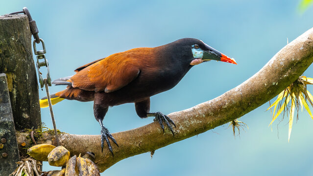 Montezuma Oropendola