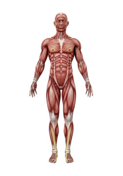 a hyper-detailed 3d render of a male &eacute;corch&eacute; figure standing in the standard anatomical position, showcasing the complete muscular system with deep red tissue color against an infinite white