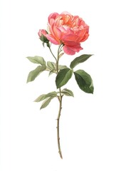 Obraz premium Elegant pink rose botanical illustration.