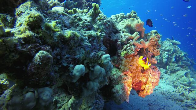 Marine Life Fish Scene Clownfish. Tropical fish reef marine. Soft-hard corals seascape. Vibrant coral garden. Reef coral scene. Beautiful soft coral. Sea reef.