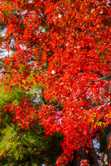 上賀茂神社境内の楓の紅葉