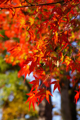 上賀茂神社境内の楓の紅葉