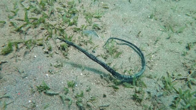 A pipefish, possibly Broadnosed, Alligator, or Black-striped species, moves gently over sandy patches and seagrass in shallow waters.