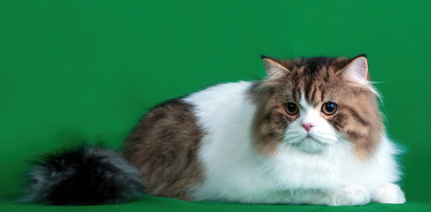 A cute fluffy Persian cat on green background in studio. © Marina