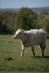 Fototapeta premium Adult Cow Standing in Sunny Green Field Outdoors
