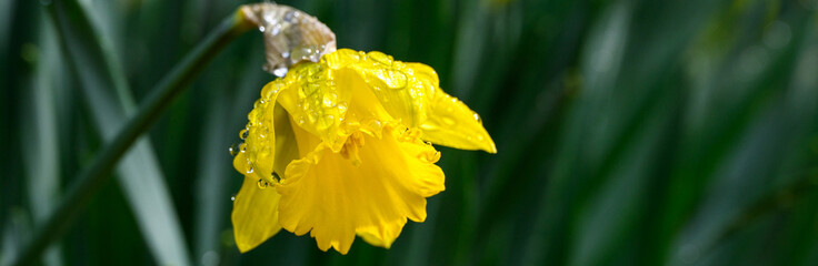 Rainy day symbol of spring, bright yellow daffodil blooming and bent over with raindrops, dark green leaves in background, as a nature background
